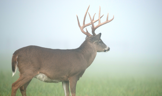 A buck in a grassy field