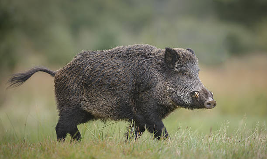 Feral Pig Hunting: Managing Destruction with Cutting-Edge Thermal Optics